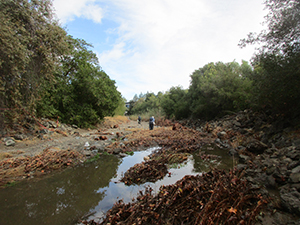 Creek cleanup